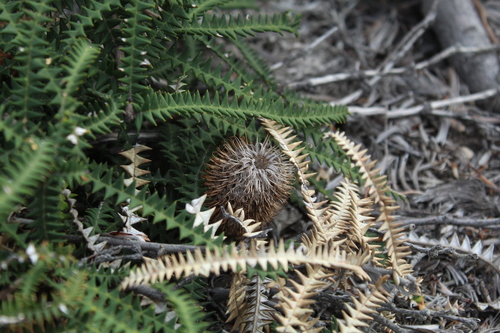 Image of Banksia dryandroides by (c) Em Lamond, some rights reserved (CC BY)