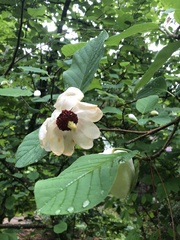 Magnolia sieboldii
