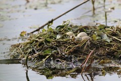 Podiceps cristatus