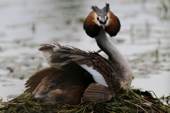 Podiceps cristatus