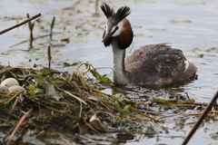 Podiceps cristatus