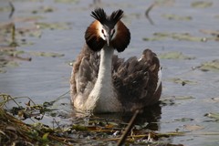 Podiceps cristatus