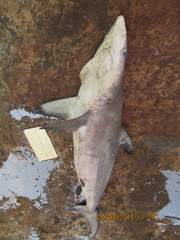 Carcharhinus brevipinna
