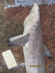 Carcharhinus brevipinna