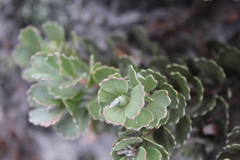 Adenanthos cuneatus