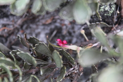 Adenanthos cuneatus