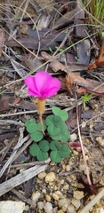 Oxalis eckloniana-nidulans