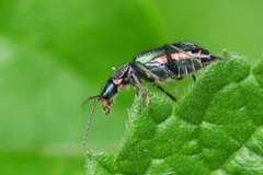 Clanoptilus geniculatus