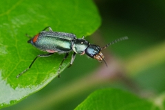 Clanoptilus geniculatus