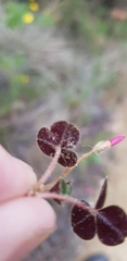 Oxalis eckloniana-nidulans