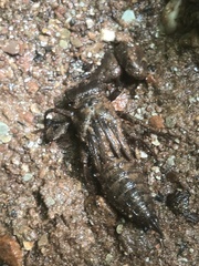 Cordulegaster boltonii