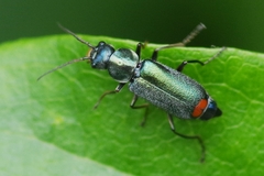 Clanoptilus geniculatus