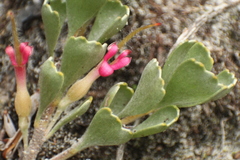 Adenanthos cuneatus