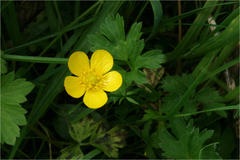 Ranunculus repens