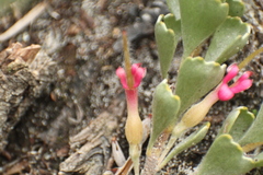Adenanthos cuneatus
