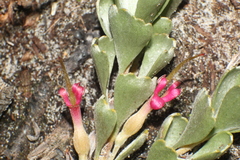 Adenanthos cuneatus