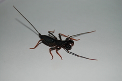 Thelyphonus