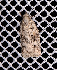 Acropolitis canana