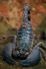 Gigantometrus swammerdami