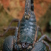 Giant Forest Scorpion - Photo (c) Hopeland, some rights reserved (CC BY), uploaded by Hopeland