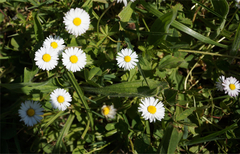 Bellis perennis