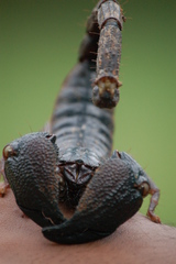 Gigantometrus swammerdami