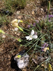 Dianthus marschallii