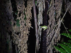 Kurixalus berylliniris