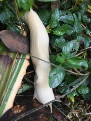 Urocyclidae