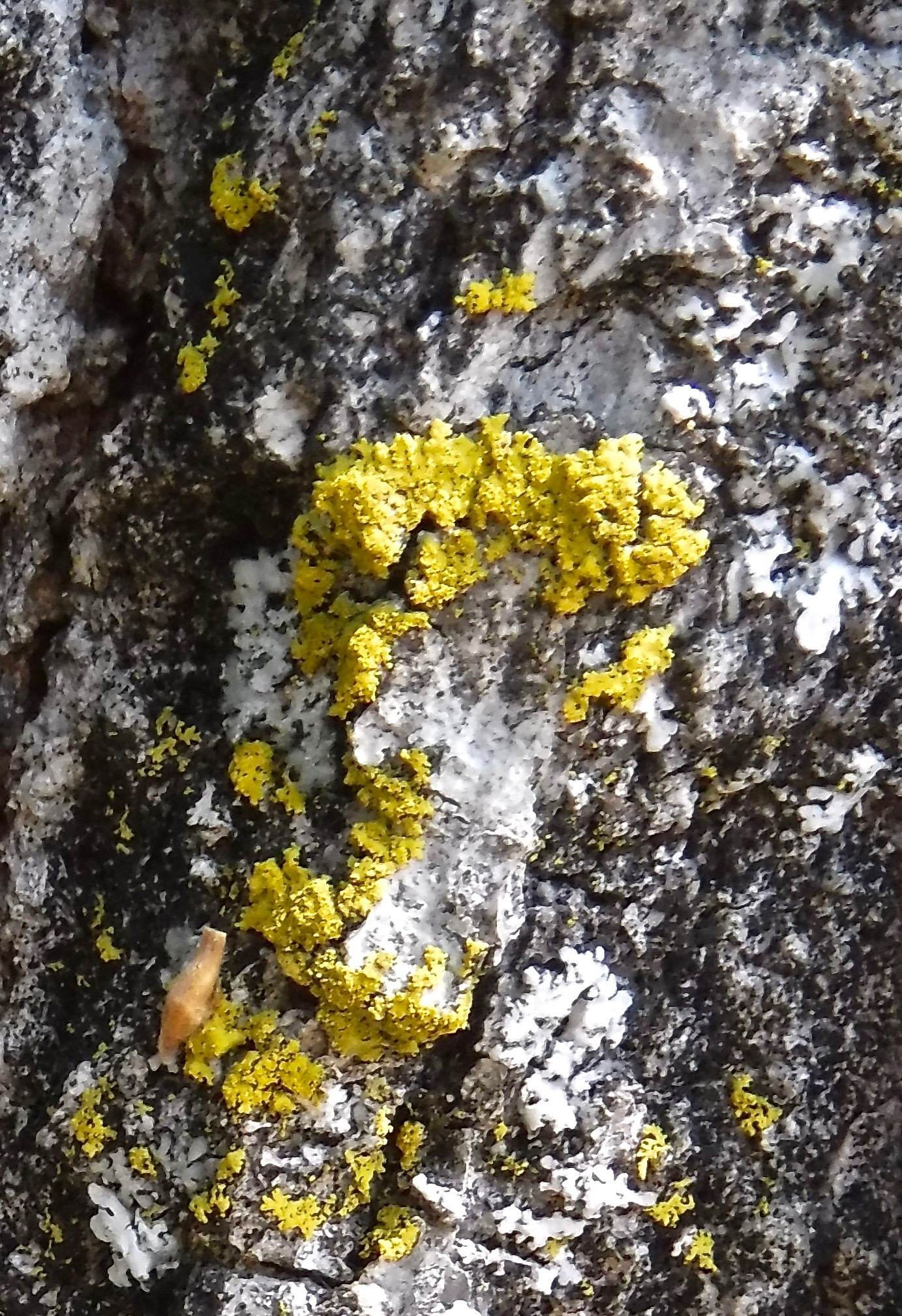 Xanthoria parietina var. parietina image