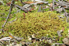 Triquetrella papillata