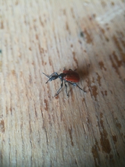 Compsapoderus erythropterus