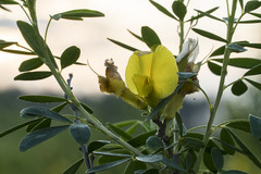 Chamaecytisus ruthenicus