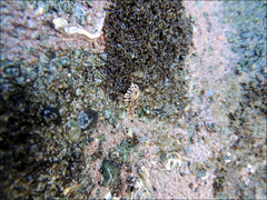 Patelloida corticata