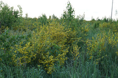 Chamaecytisus ruthenicus