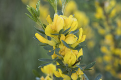 Chamaecytisus ruthenicus