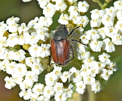 Blitopertha lineolata