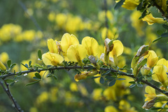Chamaecytisus ruthenicus