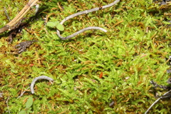 Thuidiopsis sparsa