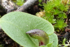 Corybas recurvus