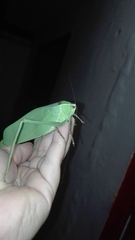 Stilpnochlora thoracica