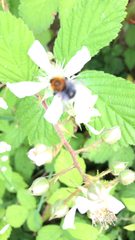 Bombus hypnorum