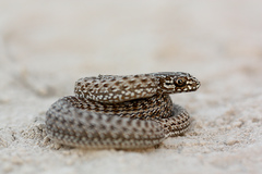 Malpolon insignitus fuscus