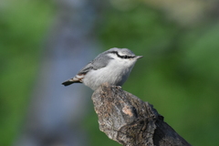 Sitta europaea albifrons
