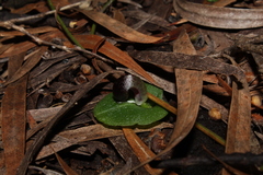 Corybas recurvus