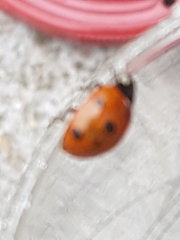 Coccinella septempunctata
