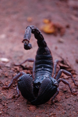 Gigantometrus swammerdami