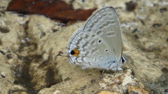 Catochrysops panormus exiguus