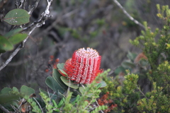 Banksia coccinea