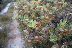 Banksia baxteri